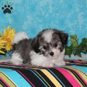 Common Loon, Maltipoo Puppy